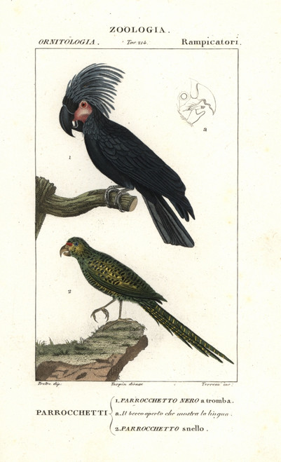 Palm Cockatoo  Probosciger Aterrimus  And Easternà Poster Print By ® Florilegius / Mary Evans - Item # VARMEL10936137