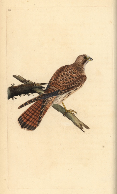 Kestrel  Falco Tinnunculus  Female Poster Print By ® Florilegius / Mary Evans - Item # VARMEL10936375