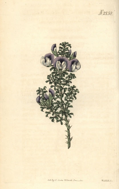 Prickly Psoralea  Psoralea Aculeata Poster Print By ® Florilegius / Mary Evans - Item # VARMEL10936029