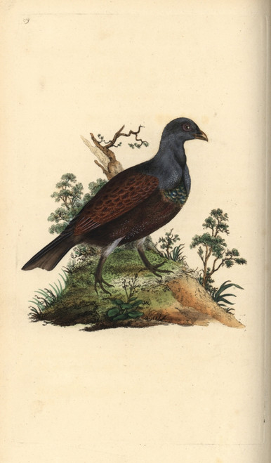 Wood Grouse  Tetrao Urogallus Poster Print By ® Florilegius / Mary Evans - Item # VARMEL10936401