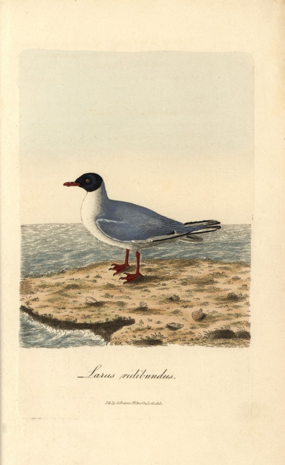 Common Black-Headed Gull  Larus Ridibundus Poster Print By ® Florilegius / Mary Evans - Item # VARMEL10937430