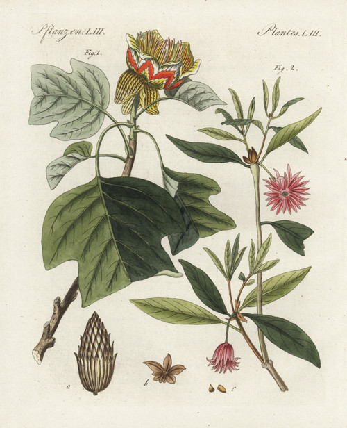 Tulip Tree  Liriodendron Tulipifera  And Starà Poster Print By ® Florilegius / Mary Evans - Item # VARMEL10934718