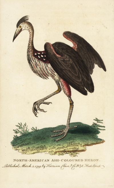 North American Ash-Coloured Heron  Ardea Fusca Poster Print By ® Florilegius / Mary Evans - Item # VARMEL10937799
