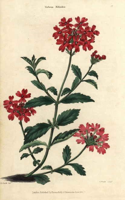 Scarlet Flowered Vervain  Verbena Melindris Poster Print By ® Florilegius / Mary Evans - Item # VARMEL10939392
