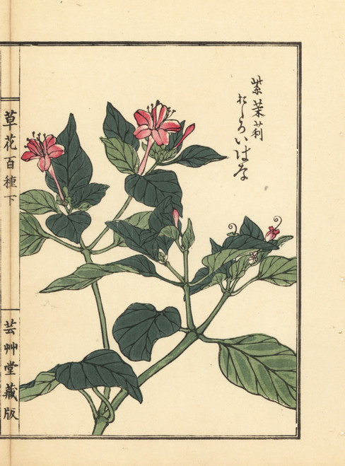 Oshiroibana Or Marvel Of Peru  Mirabilis Jalapa Poster Print By ® Florilegius / Mary Evans - Item # VARMEL10938777