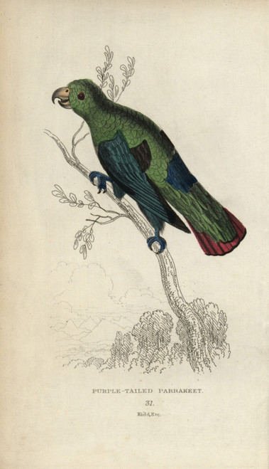 Sapphire-Rumped Parrotlet  Touit Purpurata Poster Print By ® Florilegius / Mary Evans - Item # VARMEL10939107