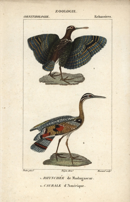 Greater Painted Snipe  Rostratula Benghalensisà Poster Print By ® Florilegius / Mary Evans - Item # VARMEL10938973