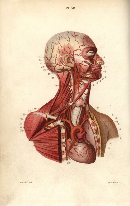 Circulatory System From Heart To Head Poster Print By ® Florilegius / Mary Evans - Item # VARMEL10939612