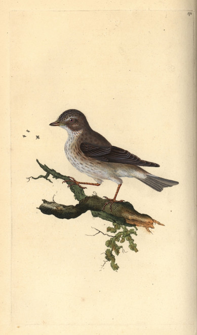 Spotted Flycatcher  Muscicapa Striata Poster Print By ® Florilegius / Mary Evans - Item # VARMEL10936287
