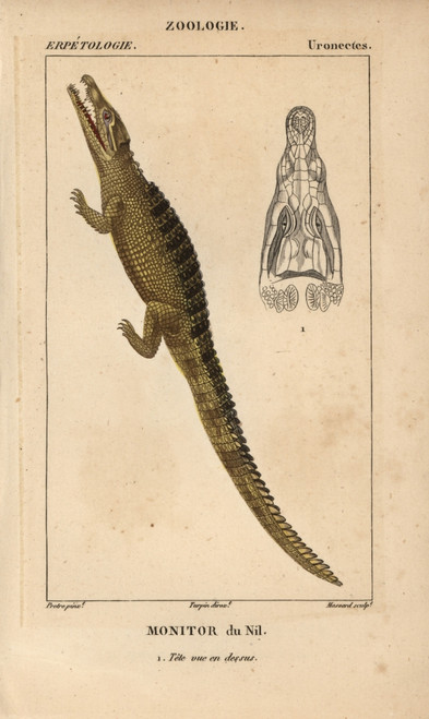 Nile Monitor Crocodile  Varanus Niloticus Poster Print By ® Florilegius / Mary Evans - Item # VARMEL10938453