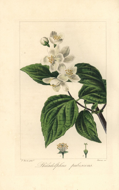 Hoary Mock Orange  Philadelphus Pubescens Poster Print By ® Florilegius / Mary Evans - Item # VARMEL10934678