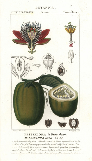 Winged-Stem Passion Flower  Passiflora Alata  With Fruit Poster Print By ® Florilegius / Mary Evans - Item # VARMEL10936149