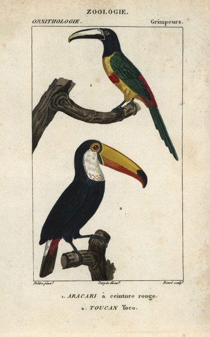 Green-Billed Or Red-Breasted Toucan  Ramphastosà Poster Print By ® Florilegius / Mary Evans - Item # VARMEL10938994