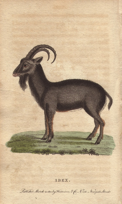 Alpine Ibex  Capra Ibex Poster Print By ® Florilegius / Mary Evans - Item # VARMEL10941013