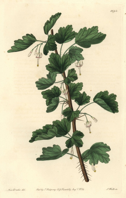 White-Flowered Or Snow Gooseberry  Ribes Niveum Poster Print By ® Florilegius / Mary Evans - Item # VARMEL10935223