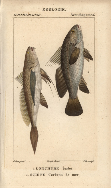 Longtail Croaker  Lonchurus Lanceolatus  Andà Poster Print By ® Florilegius / Mary Evans - Item # VARMEL10938412