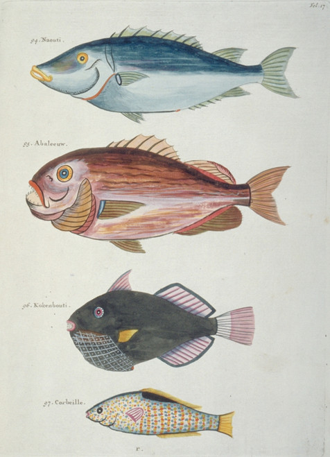 Colourful Illustration Of Four Fish Poster Print By Mary Evans / Natural History Museum - Item # VARMEL10708229