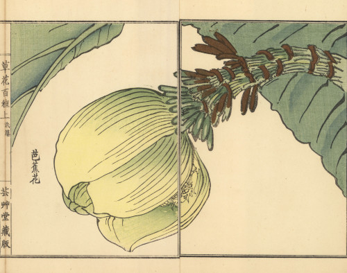 Bashou Or Japanese Banana Plant  Musa Basjoo Poster Print By ® Florilegius / Mary Evans - Item # VARMEL10938733