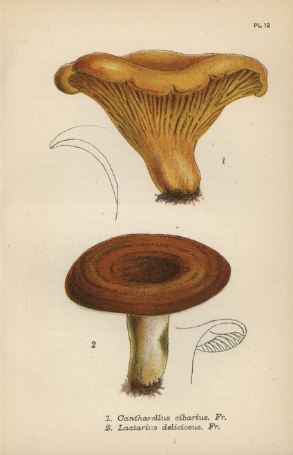 Chantarelle  Cantharellus Cibarius 1  And Milkyà Poster Print By ® Florilegius / Mary Evans - Item # VARMEL10935592