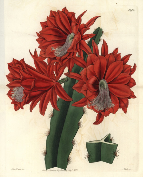 Brick-Red Hybrid Cactus  Disocactus Jenkinsonii Poster Print By ® Florilegius / Mary Evans - Item # VARMEL10940097