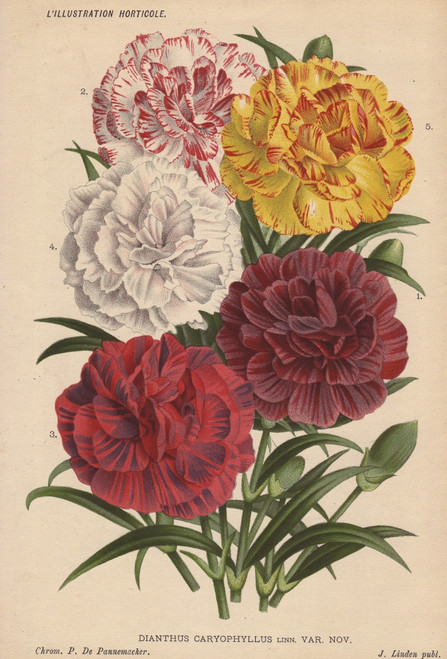 Various Carnations Or Pinks  Dianthus Caryophyllusà Poster Print By ® Florilegius / Mary Evans - Item # VARMEL10938673