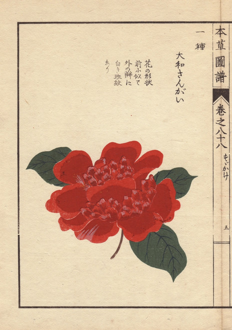Crimson Camellia  Daiwa Sangai  Thea Japonica Nois Poster Print By ® Florilegius / Mary Evans - Item # VARMEL10938655