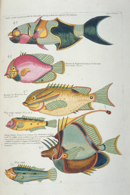 Colourful Illustration Of Six Fish Poster Print By Mary Evans / Natural History Museum - Item # VARMEL10708265