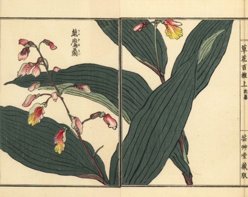Kumataka Or Kokei Ran Orchid  Oreorchis Patens Poster Print By ® Florilegius / Mary Evans - Item # VARMEL10938738