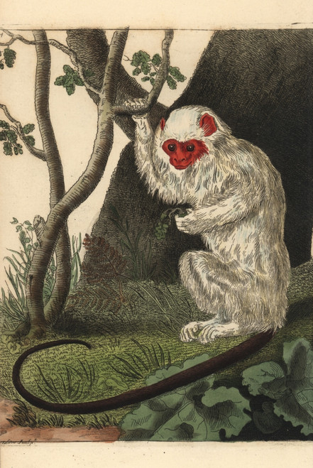 Silvery Marmoset  Mico Argentatus Poster Print By ® Florilegius / Mary Evans - Item # VARMEL10940798 Silvery Marmoset  Mico Argentatus Poster Print By ® Florilegius / Mary Evans - Item # VARMEL10940798