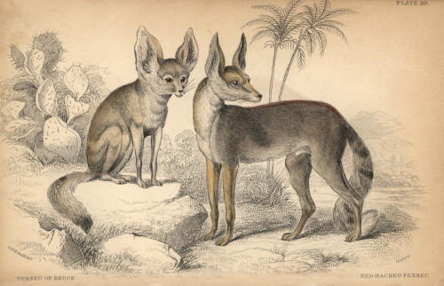 Fennec Fox  Vulpes Zerda Poster Print By ® Florilegius / Mary Evans - Item # VARMEL10938819