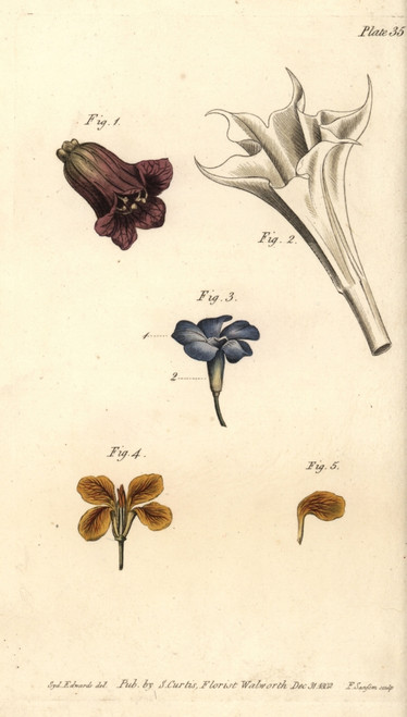 Corolla Examples: Deadly Nightshade  Thornà Poster Print By ® Florilegius / Mary Evans - Item # VARMEL10936076