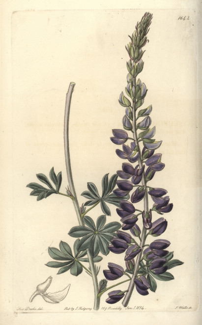 Silver Or White-Leaved Lupine  Lupinus Albifrons Poster Print By ® Florilegius / Mary Evans - Item # VARMEL10940129