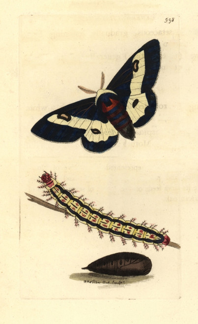 Willowherb Hawkmoth  Proserpinus Proserpina Poster Print By ® Florilegius / Mary Evans - Item # VARMEL10940829