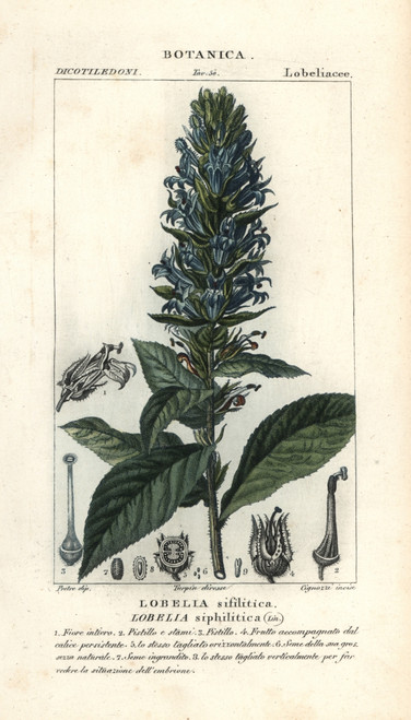 Great Blue Lobelia  Lobelia Siphilitica Poster Print By ® Florilegius / Mary Evans - Item # VARMEL10936174