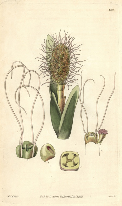 Broad-Leaved Ludovia  Ludovia Latifolia Orà Poster Print By ® Florilegius / Mary Evans - Item # VARMEL10934929