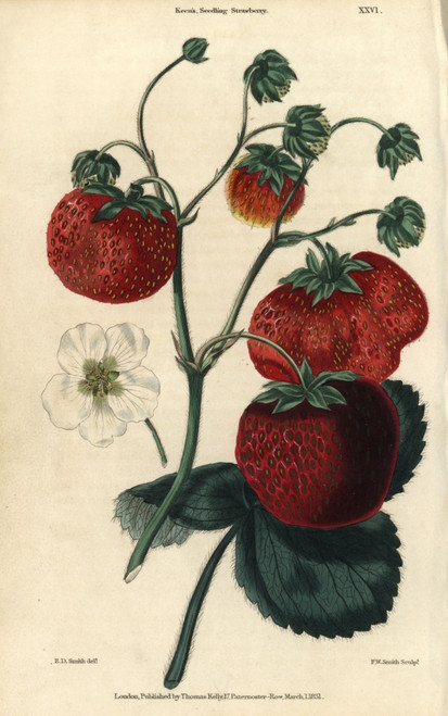 Ripe Crimson Fruit And Leaves Of Keen'S Seedlingà Poster Print By ® Florilegius / Mary Evans - Item # VARMEL10939418