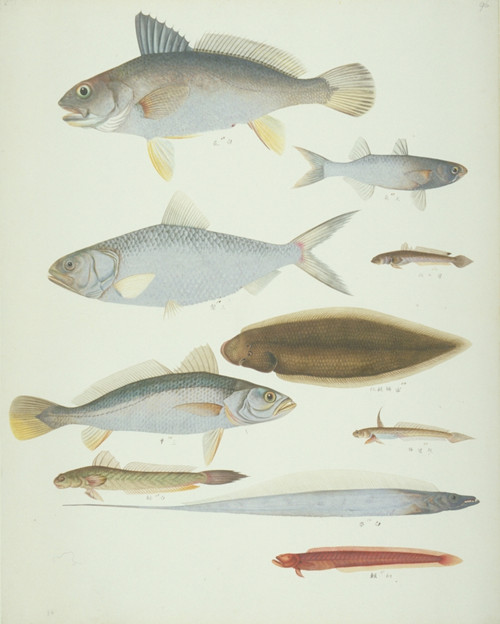 Ls Plate 174 From The John Reeves Collection Poster Print By Mary Evans / Natural History Museum - Item # VARMEL10707423