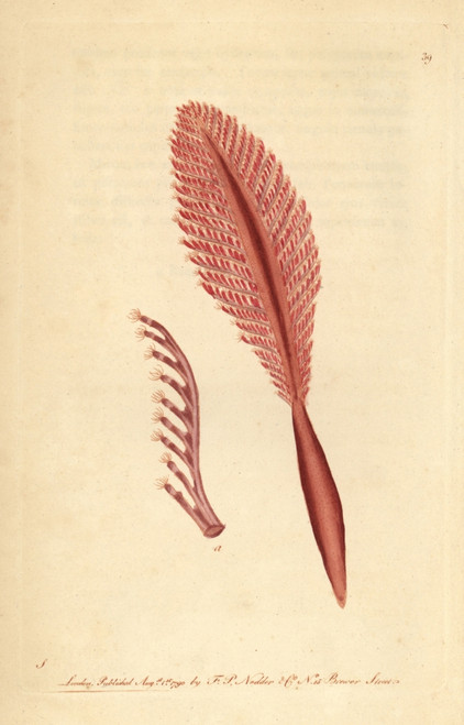 Phosphoric Pennatula Or Sea-Pen  Pennatula Phosphorea Poster Print By ® Florilegius / Mary Evans - Item # VARMEL10940860