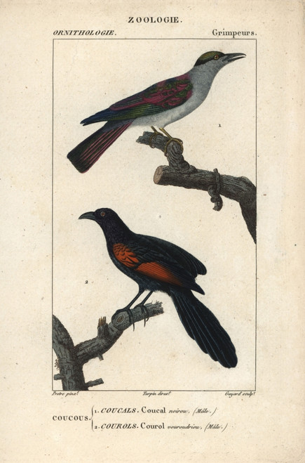 Cuckoo Roller  Leptosomus Discolor  And Sundaà Poster Print By ® Florilegius / Mary Evans - Item # VARMEL10938998