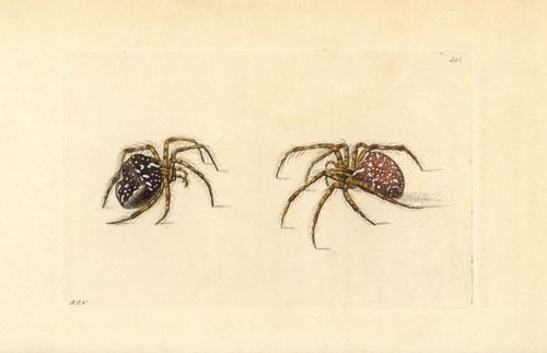 Garden Spider  Araneus Diadematus Poster Print By ® Florilegius / Mary Evans - Item # VARMEL10940434