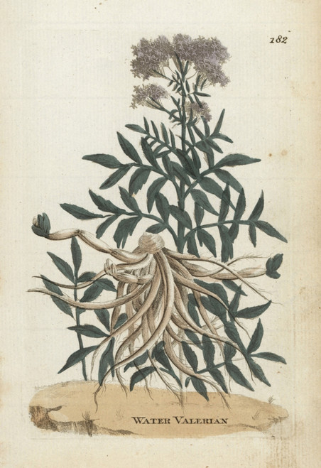 Water Valerian  Valeriana Aquatica Poster Print By ® Florilegius / Mary Evans - Item # VARMEL10935928