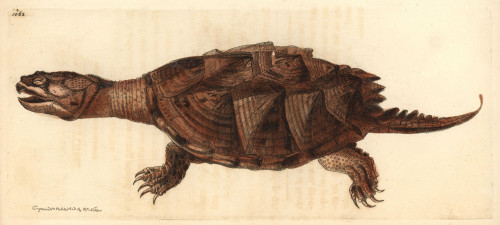 Snapping Turtle  Chelydra Serpentina Poster Print By ® Florilegius / Mary Evans - Item # VARMEL10940610