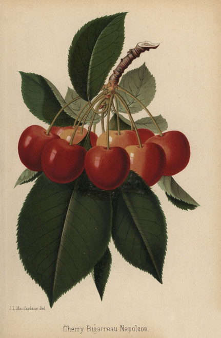 Bigarreau Napoleon Cherry  Prunus Variety Poster Print By ® Florilegius / Mary Evans - Item # VARMEL10936703