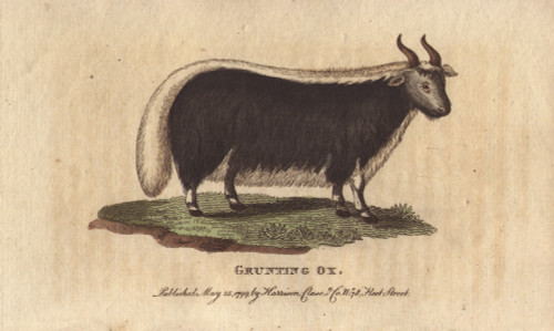 Grunting Ox Or Yak  Bos Grunniens Poster Print By ® Florilegius / Mary Evans - Item # VARMEL10941022