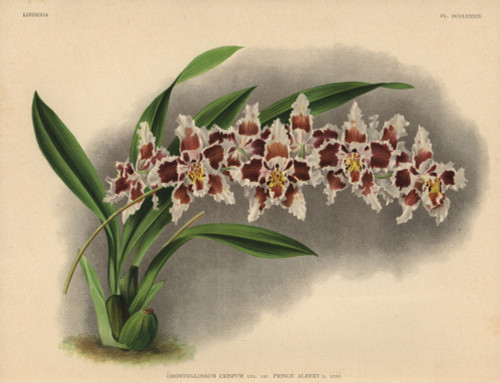 Prince Albert Variety Of Odontoglossum Crispum Orchid Poster Print By ® Florilegius / Mary Evans - Item # VARMEL10939359