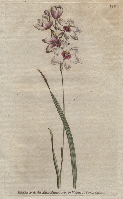 Bending-Stalked Ixia With Pale Purple Tingedà Poster Print By ® Florilegius / Mary Evans - Item # VARMEL10934840