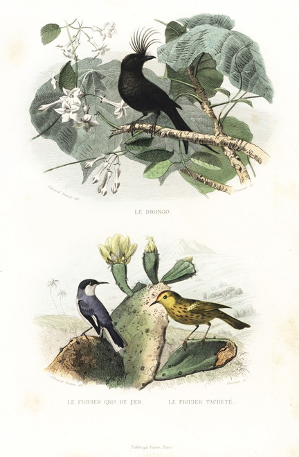 Crested Drongo And American Yellow Warbler Poster Print By ® Florilegius / Mary Evans - Item # VARMEL10935749
