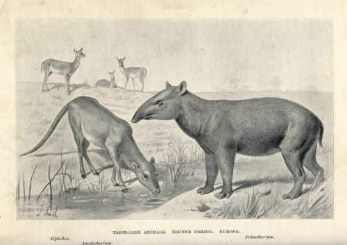 Tapir-Like Animals Of The Eocene Poster Print By ® Florilegius / Mary Evans - Item # VARMEL10936615
