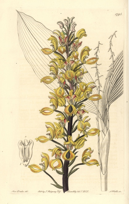 Superb Govenia Orchid  Govenia Superba Poster Print By ® Florilegius / Mary Evans - Item # VARMEL10935318