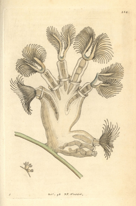 Bellflower Animal Or Crystal Moss Animal  Lophopusà Poster Print By ® Florilegius / Mary Evans - Item # VARMEL10940480